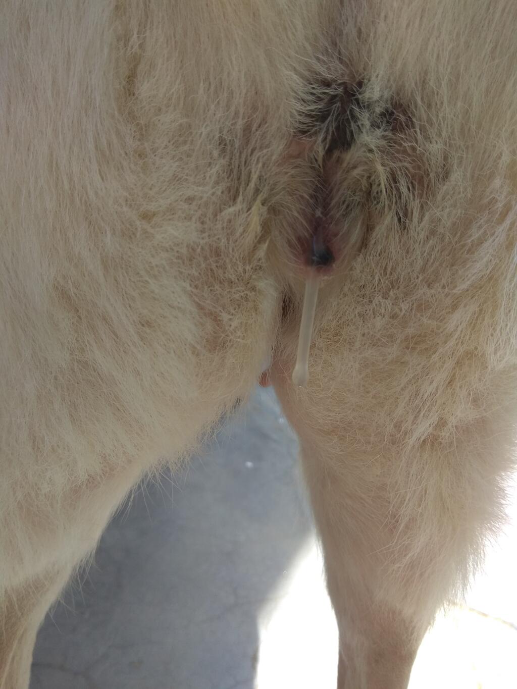 My Dog Got Operated On 9th July For Pyometra N Still Is Having This Discharge Vet Is Constantly Saying It S Nothing N Is Normal Lochial Petcoach My Dog Got Operated On 9th July For Pyometra N Still Is Having This Discharge Vet Is Constantly Saying It S Nothing N Is Normal Lochial Petcoach
