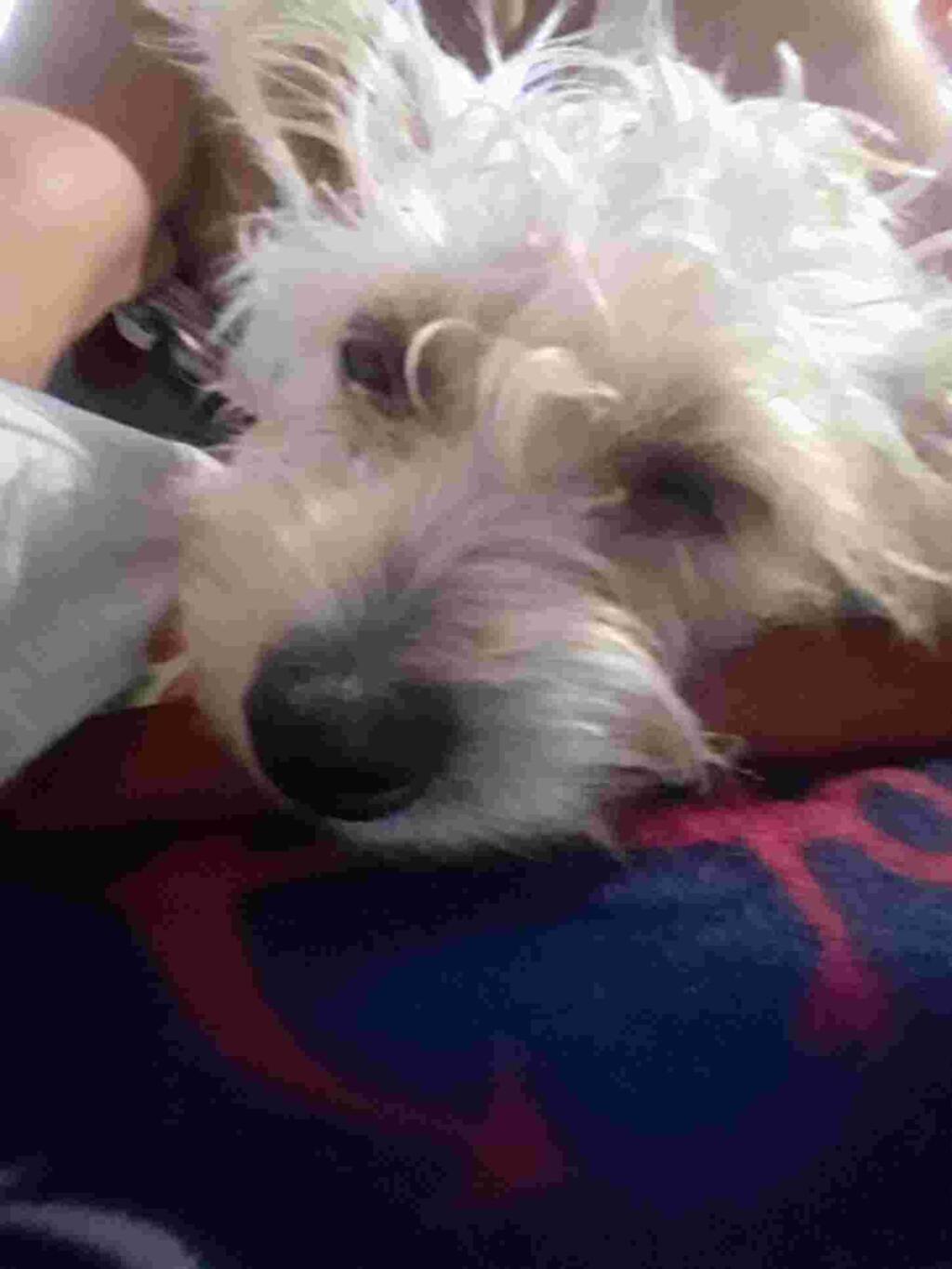 How Long Does A Female Dog Have Her Period For