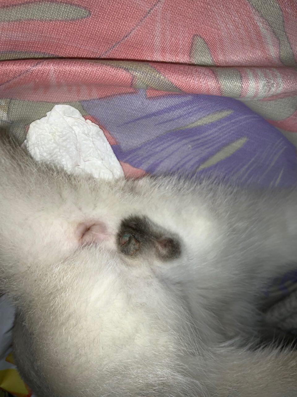 My Cat Was Neutered 14 Days Ago 4 September From 2 3 Days Ago I 