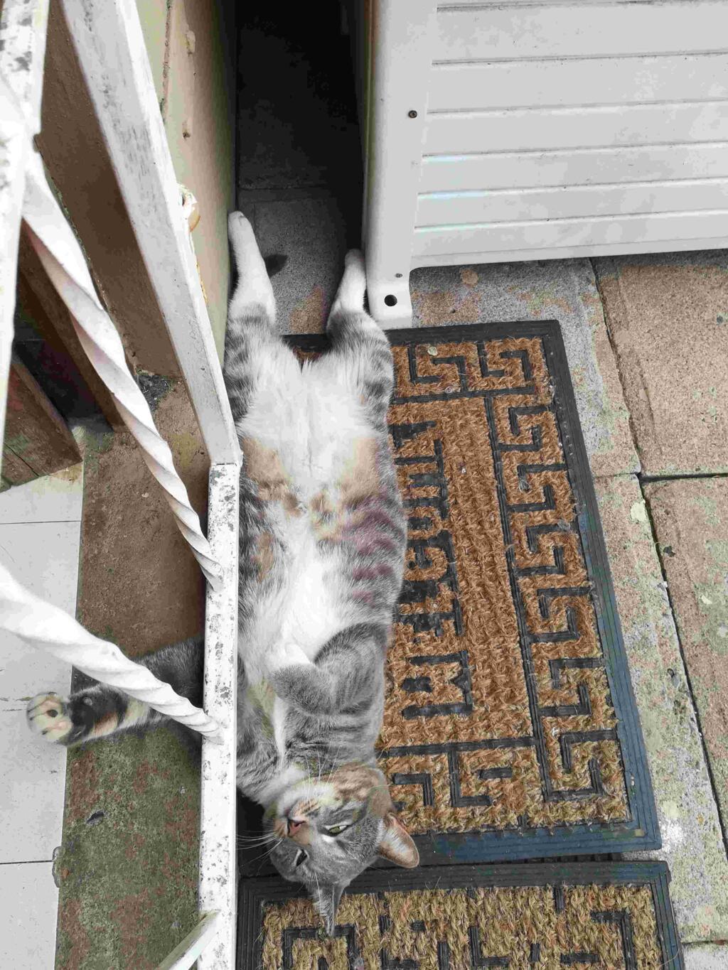 i-give-my-cat-wet-food-every-2-days-but-2-days-ago-i-put-in-a-dewormer