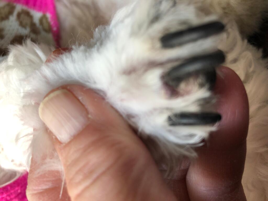 Shih Tzu Dew Claw Bleeding Shih Tzu Dog