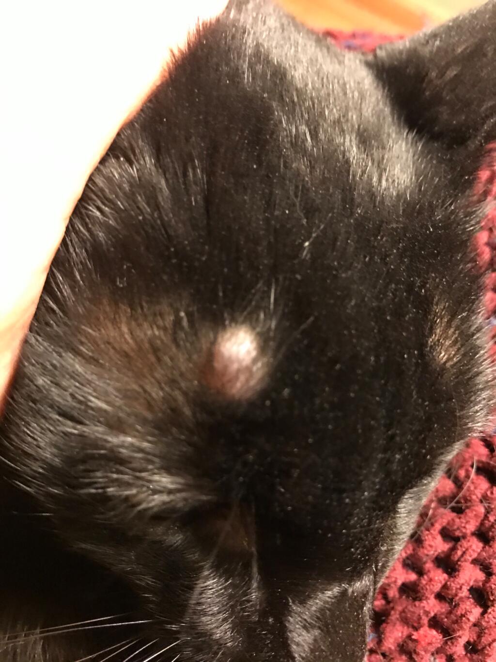 Hi My Cat Just Developed A Lump On His Head I Attached Three Photos 