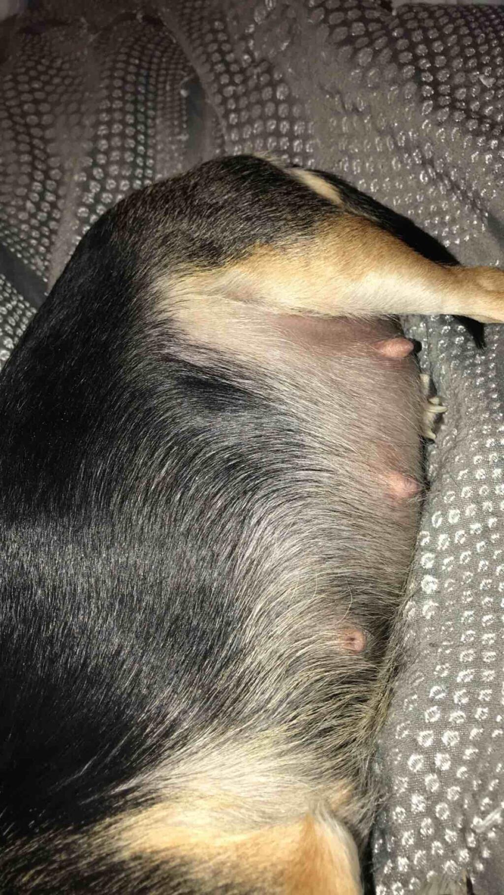how-to-help-a-pregnant-dog-give-birth