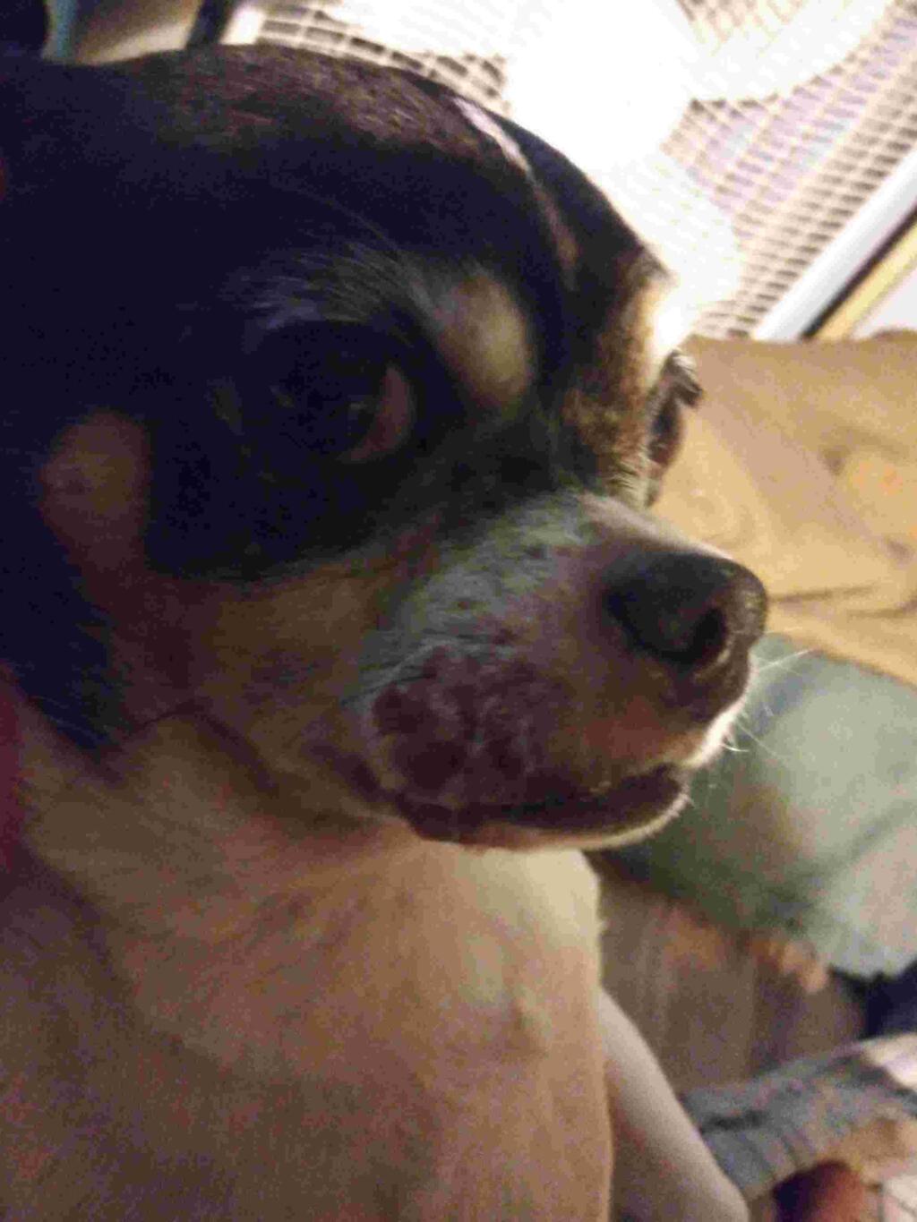 My Dog Has Sores On His Lips And Was Wondering What They Are And If My Dog Has Sores On His Lips And Was Wondering What They Are And If