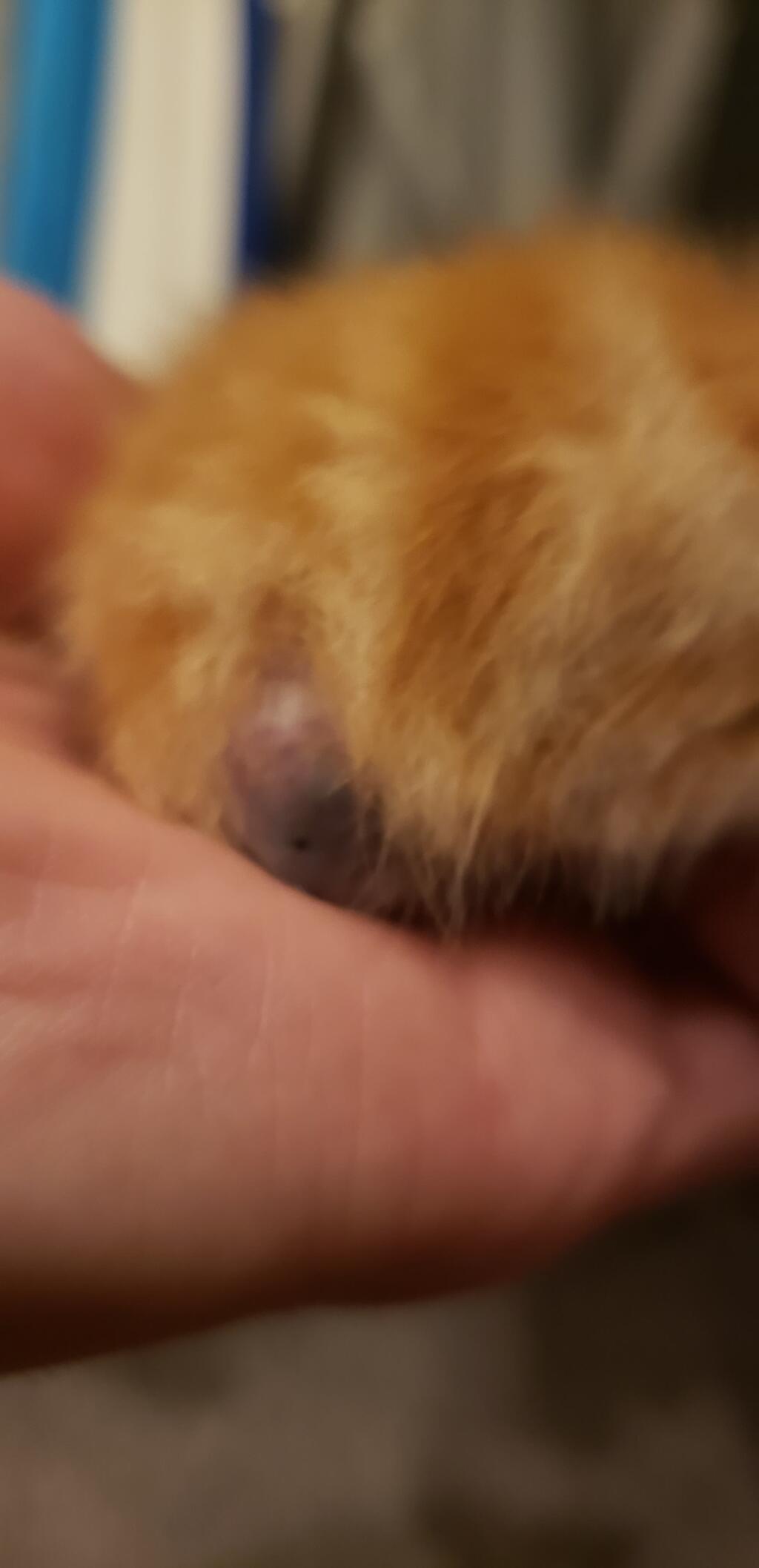 my-newborn-kitten-has-been-born-without-a-tail-and-has-a-very-dark