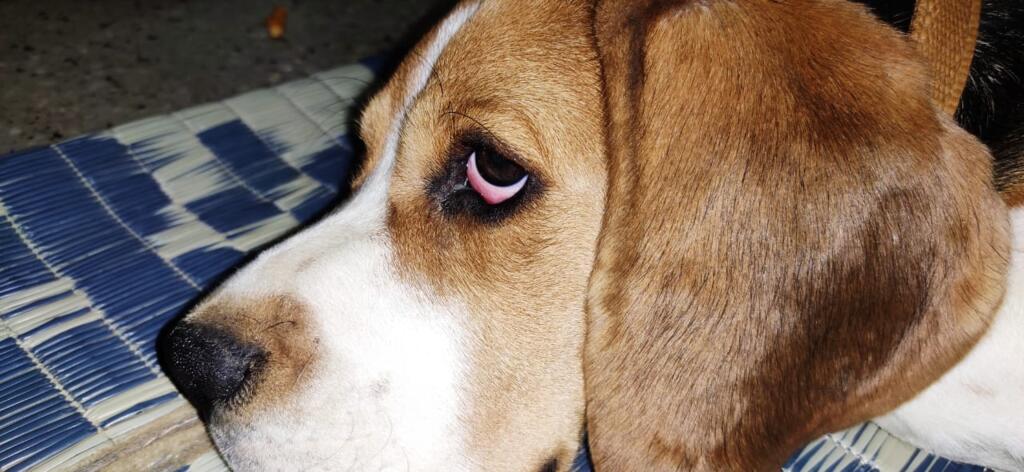 Why Does My Puppy Have Red Eyes