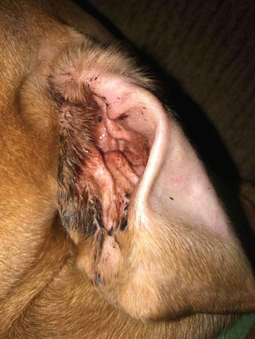 My Dog Has A Bloody Ear And There S Dry Blood And He Keeps Shaking His Head How Do I Treat It Or Should I Take Home To The Vet Petcoach My Dog Has A Bloody Ear And There S Dry Blood And He Keeps Shaking His Head How Do I Treat It Or Should I Take Home To The Vet Petcoach