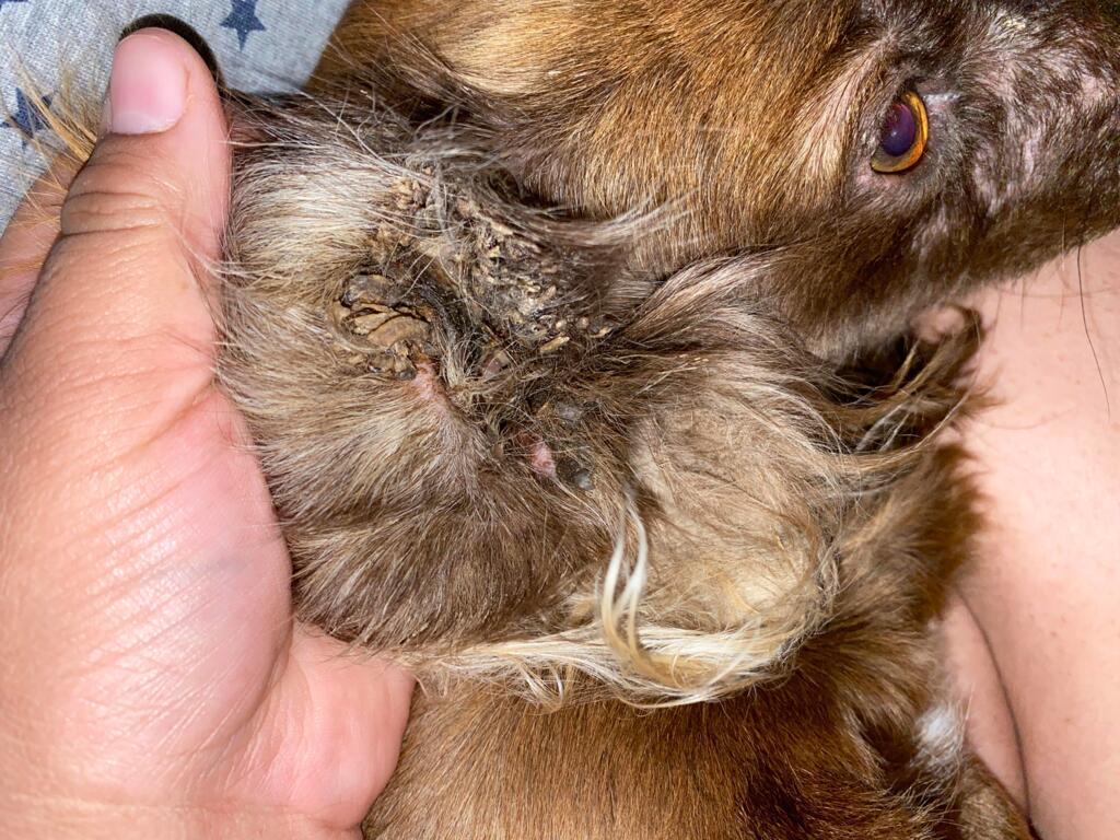 stuff for dogs ears