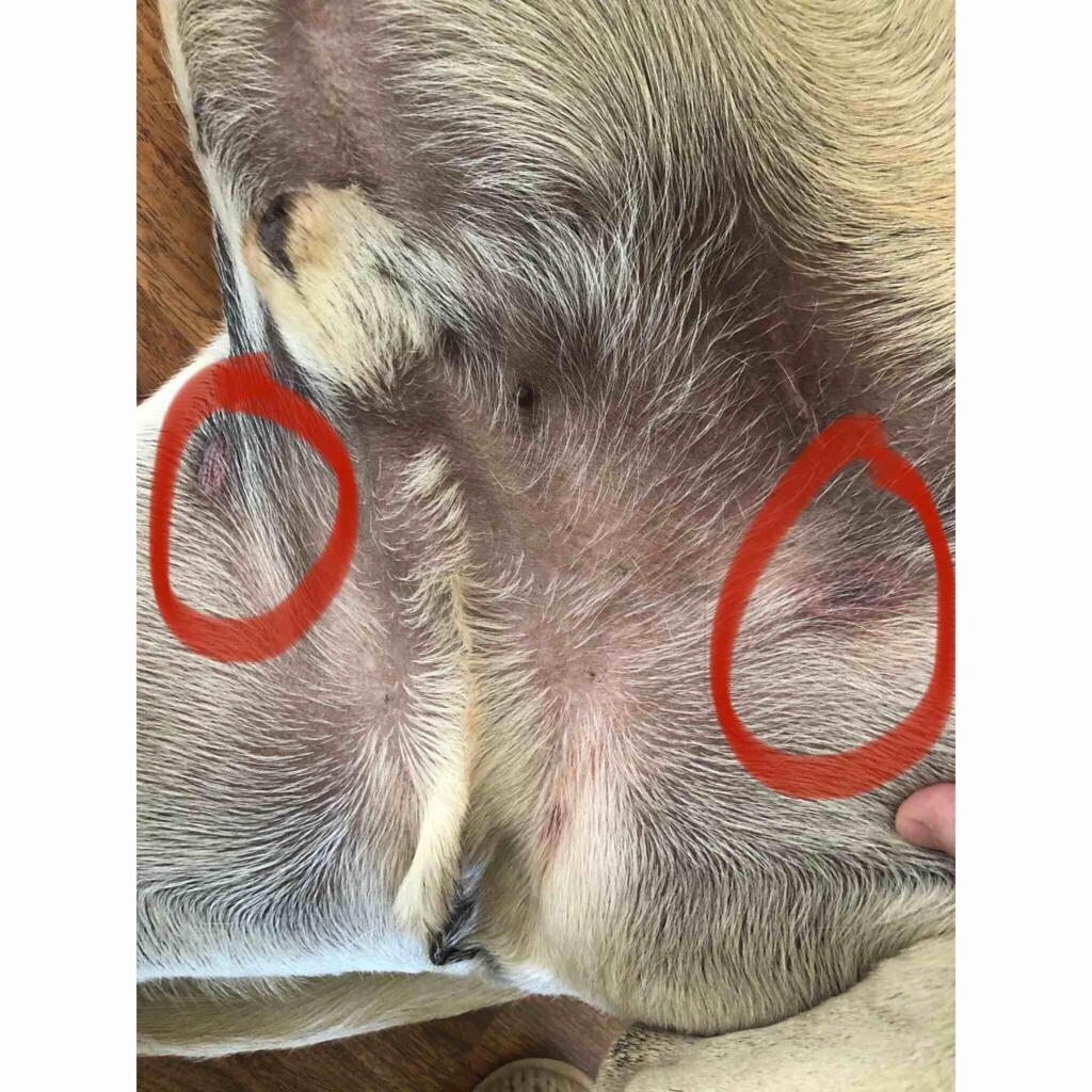 I Noticed These Marks On His Inner Thigh Groin Area They Don T Seem To Bother Him They Are Not Swollen Or Bloody What Could They Petcoach I Noticed These Marks On His Inner Thigh Groin Area They Don T Seem To Bother Him They Are Not Swollen Or Bloody What Could They Petcoach