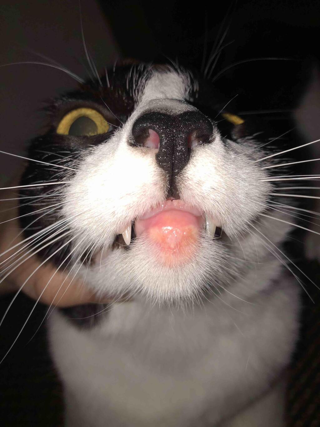 My Cat s Bottom Lip Is Inflamed It s Extremely Red Swollen Puss Is 