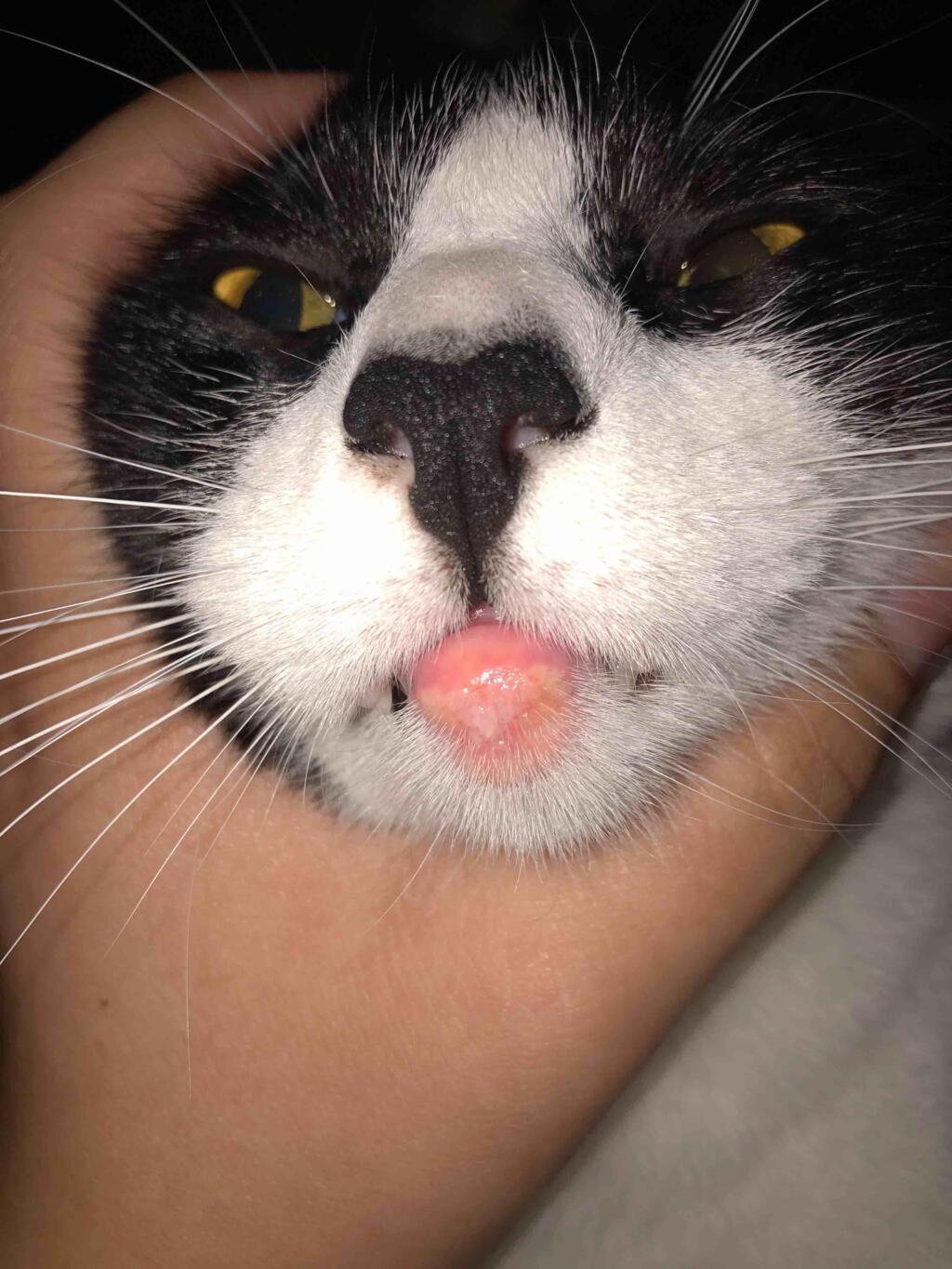 My Cat s Bottom Lip Is Inflamed It s Extremely Red Swollen Puss Is 