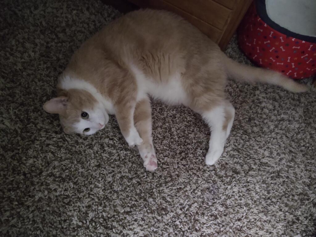 my-cat-is-acting-listless-and-limping-petcoach