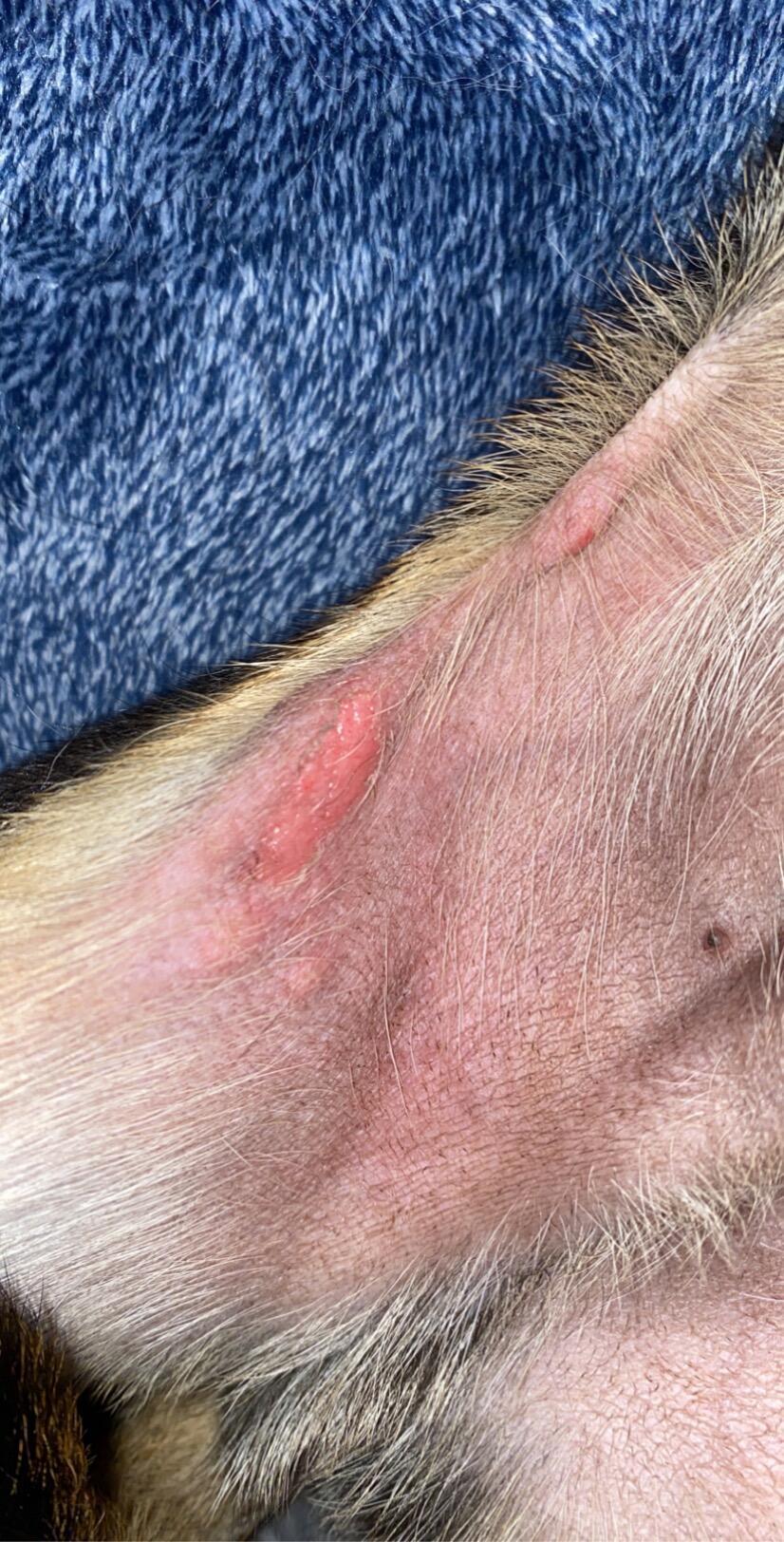 hi-i-have-no-idea-where-my-dog-acquired-this-strange-blustery-rash-on