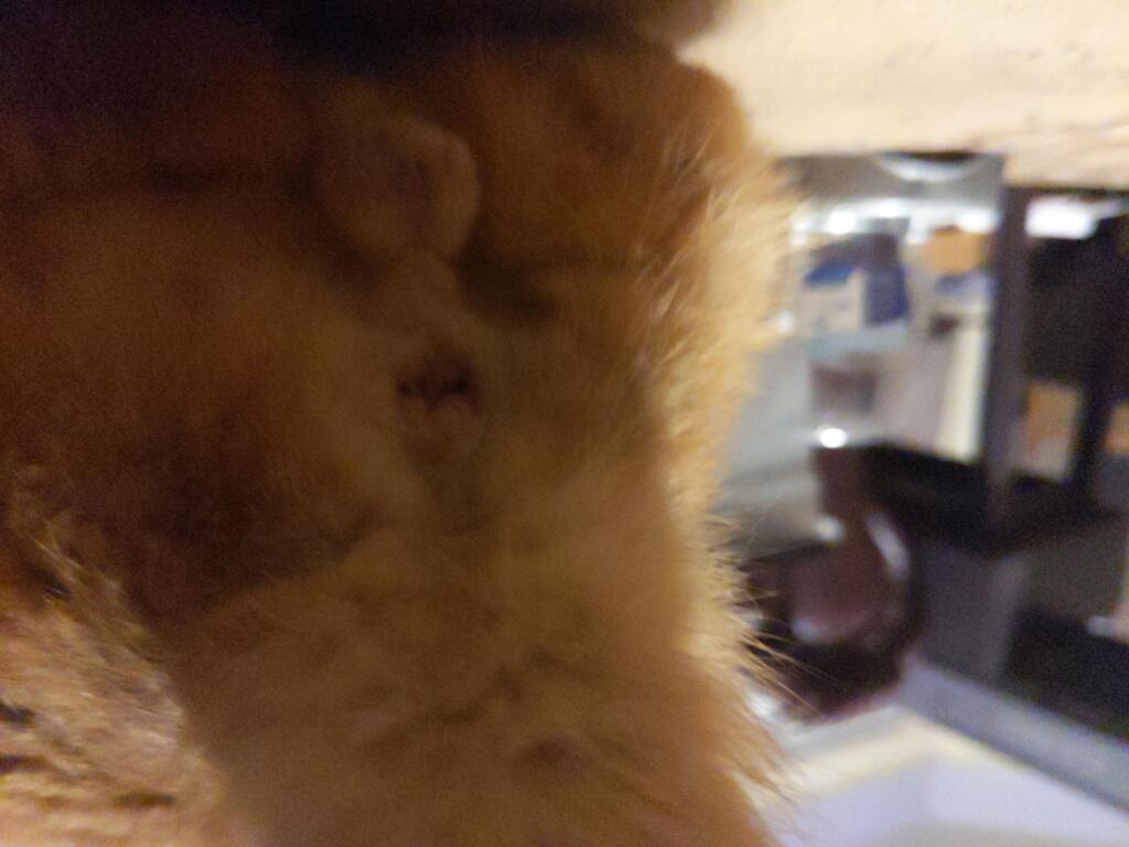 today-we-noticed-a-small-swollen-spot-next-to-our-cat-s-anus-now-the