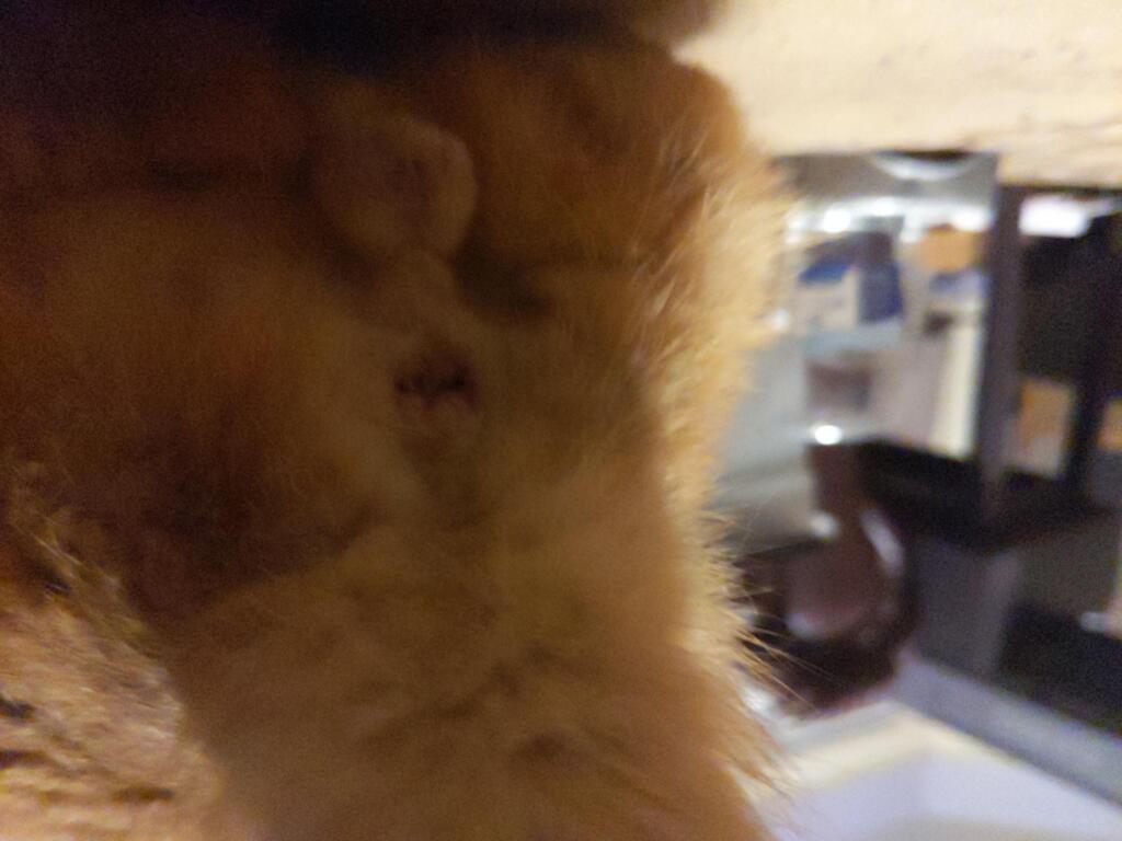 Today We Noticed A Small Swollen Spot Next To Our Cat S Anus Now The