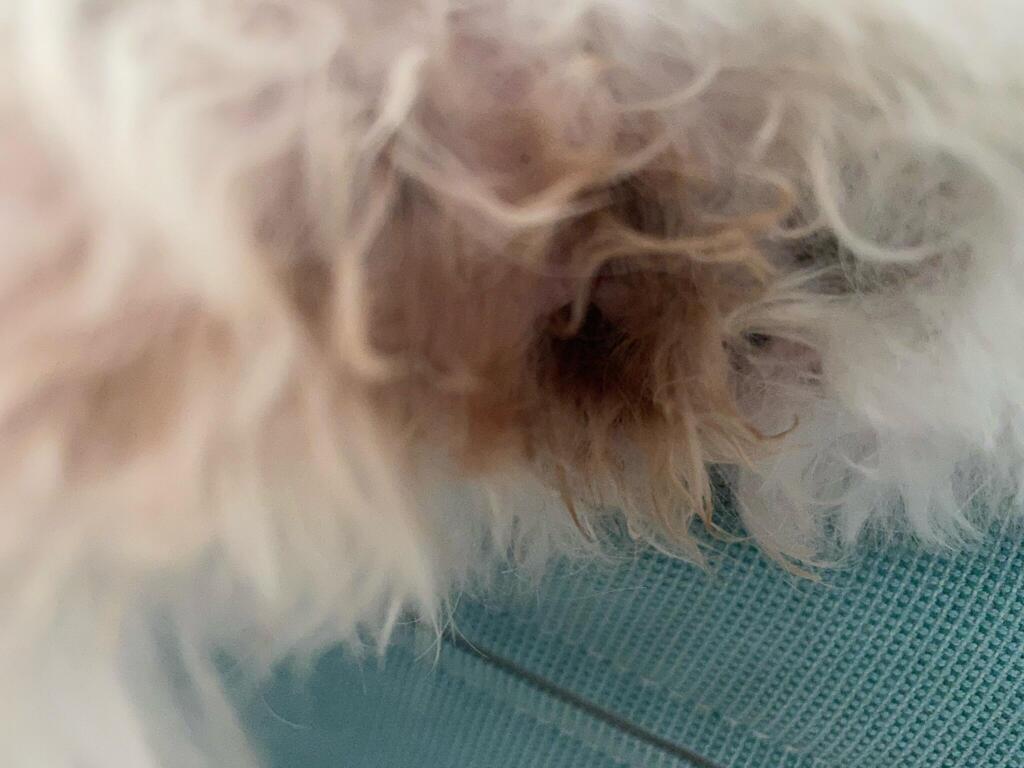 My Dog Keeps Licking And Biting His Bum It Looks Very Discolored He S A White Dog Also The Fur At The Base Of His Tail Is Loosing Petcoach