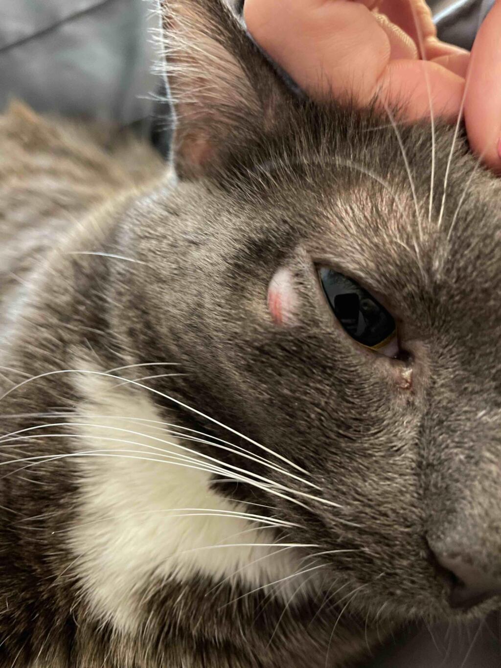 I just noticed this bald spot/bump on my cat’s eye this morning and not