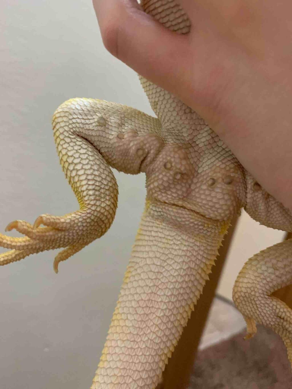 My Bearded Dragon Has Had Clogged Pores And I Ve Been Giving Him Soaks To Help Unclog His Pores Tonight I Noticed His Pores Are Now Petcoach