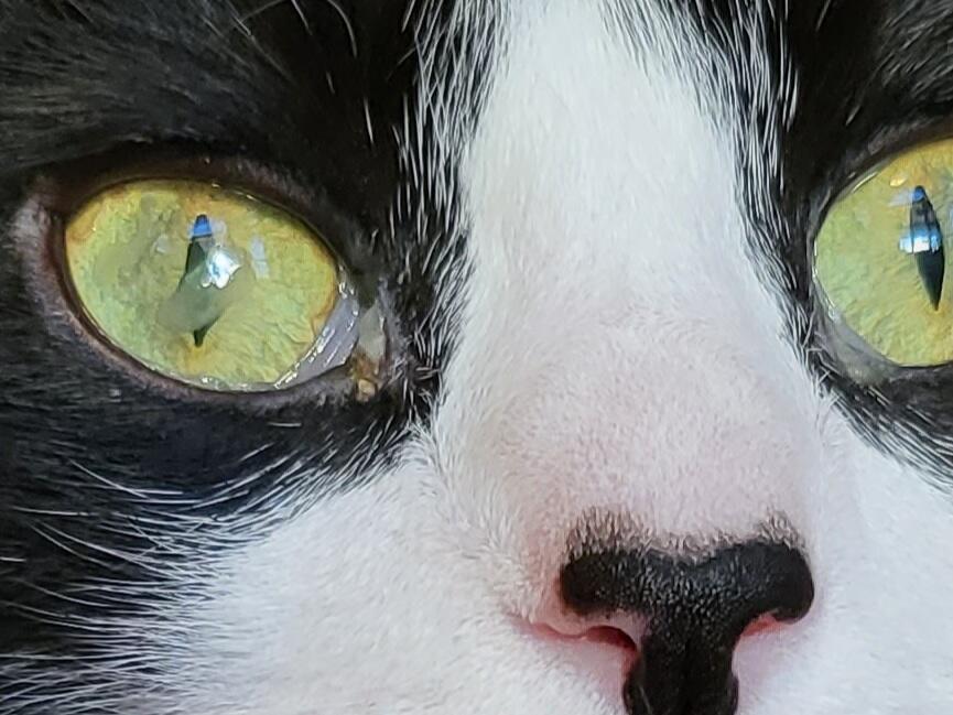 My Cat Gets A Lot Of Eye Boogers And Often Has Fairly Large Globs Of 