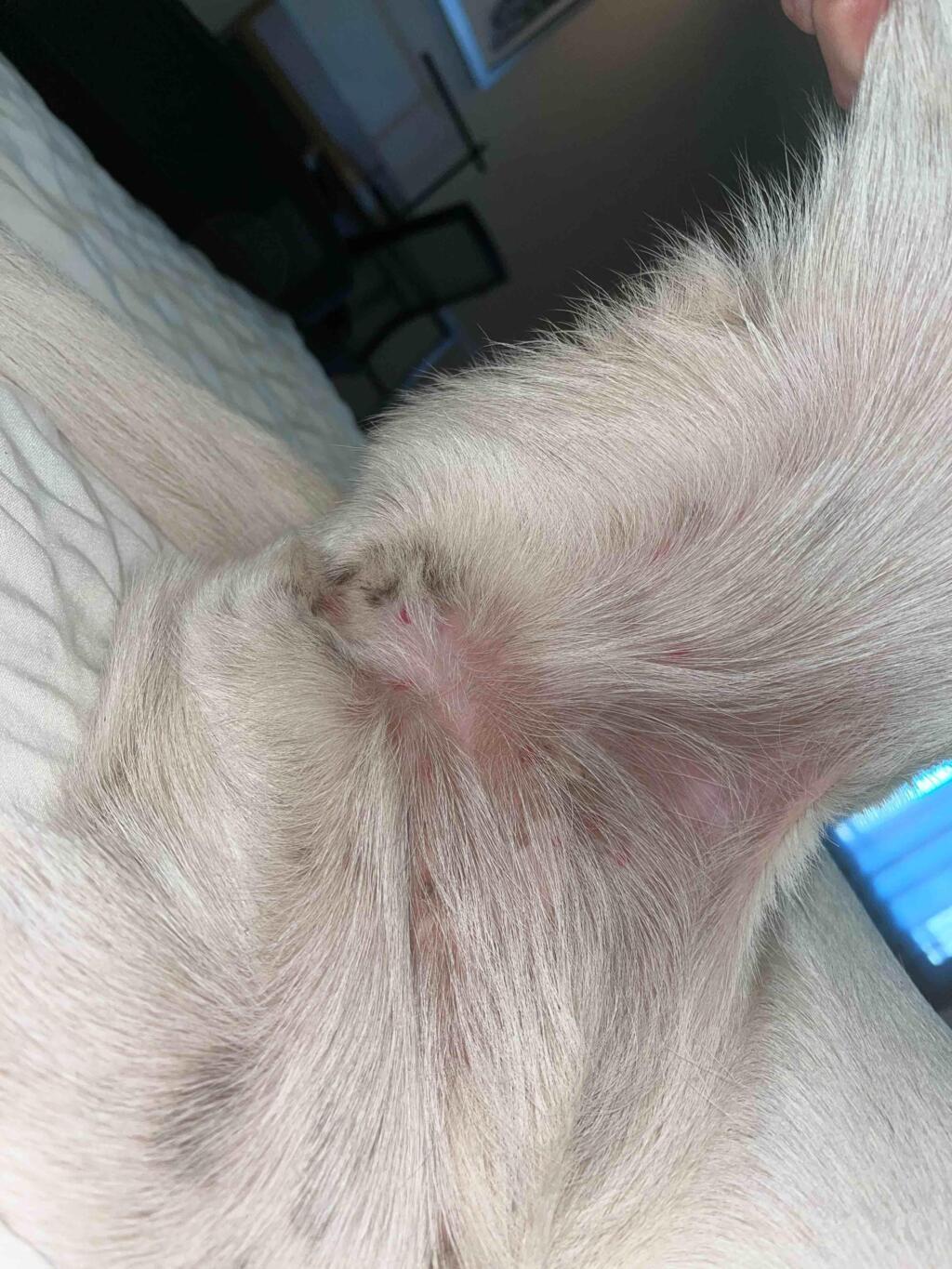 what-are-these-red-marks-on-my-dog-s-belly-they-are-not-her-nipples
