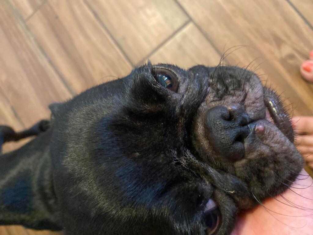 Why Does My Female Dog Have Pimples On Her Belly