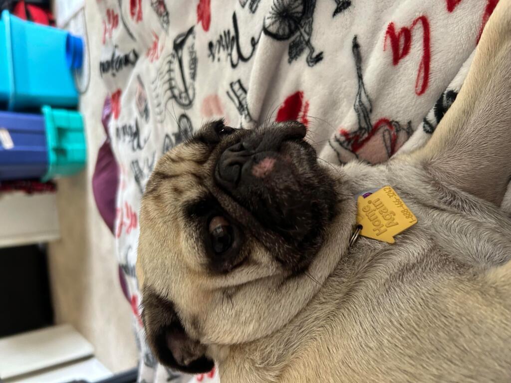 my-pug-got-a-pink-spot-on-nose-maybe-from-allergy-to-something-she-acts