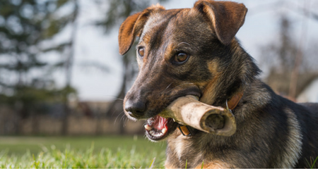 Why Do Dogs Bury Bones? | PetCoach