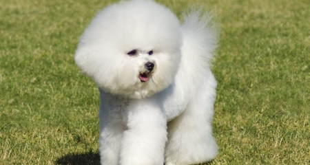 9 most hypoallergenic dog breeds petcoach