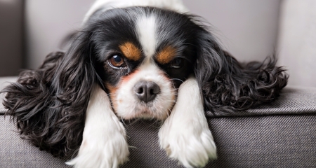 8 Great Dog Breeds If You Live In An Apartment Petcoach Cavalier King Charles Spaniel