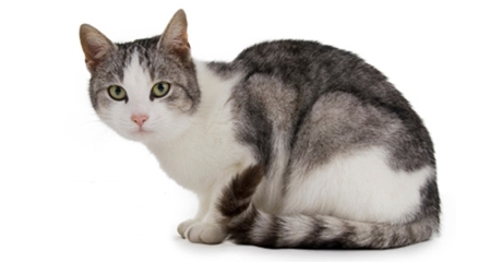 How Can You Tell A Cat S Mood By Their Tail How Can You Tell A Cat S Mood By Their Tail