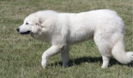 1 year old great hot sale pyrenees