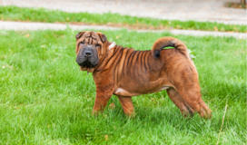 Shar pei and beagle hot sale mix