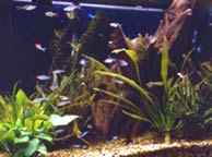 considerations for aquarium setups