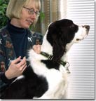 springer spaniel receiving a vaccination
