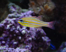 characteristics of nocturnal fish