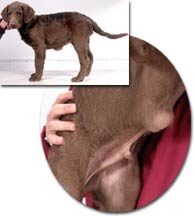 Inguinal Umbilical And Diaphragmatic Hernias In Dogs Petcoach Types Of Hernias In Dogs