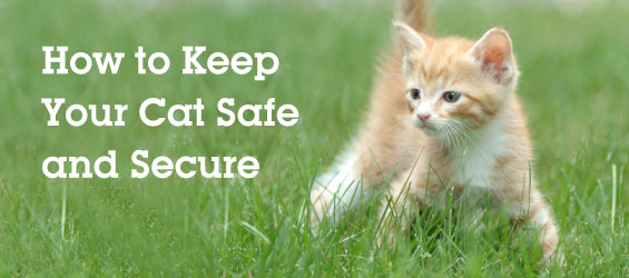 Can Indoor Cats Enjoy Safe Fun Outside Too How To Keep Your Cat Out Outdoor Fun For Indoor Cats