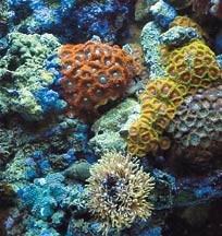 placement of corals in