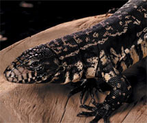 argentine black and white tegu petcoach