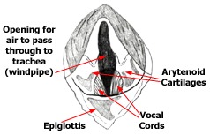 laryngeal paralysis dog laryngeal paralysis dog