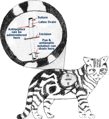 Incisions And Healing Petcoach Ilration Of Suture Area On A Cat