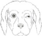 Horner S Syndrome Dog Cancer Horner S Syndrome Dog Cancer