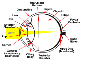 eye anatomy and function in animals petcoach