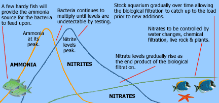biological filtration understanding the nitrogen cycle in aquariums