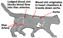 cases from our clinic the cat with blue claws petcoach