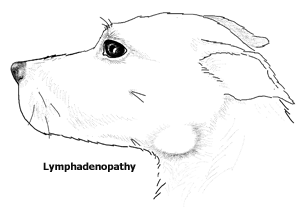 Lymphadenitis Lymphadenopathy Swollen Lymph Nodes In Dogs Petcoach Lymphadenitis Lymphadenopathy Swollen Lymph Nodes In Dogs