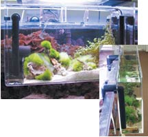 saltwater or reef aquarium