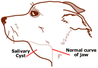 Salivary Cysts In Dogs Petcoach Salivary Cyst Ilration